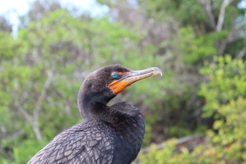 Kostenloses Stock Foto zu florida, tropischer vogel, vögel