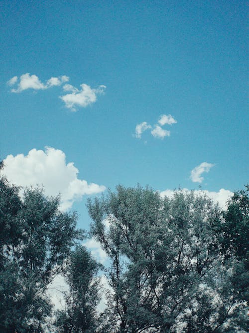 Trees Growing under Clear Blue Sky