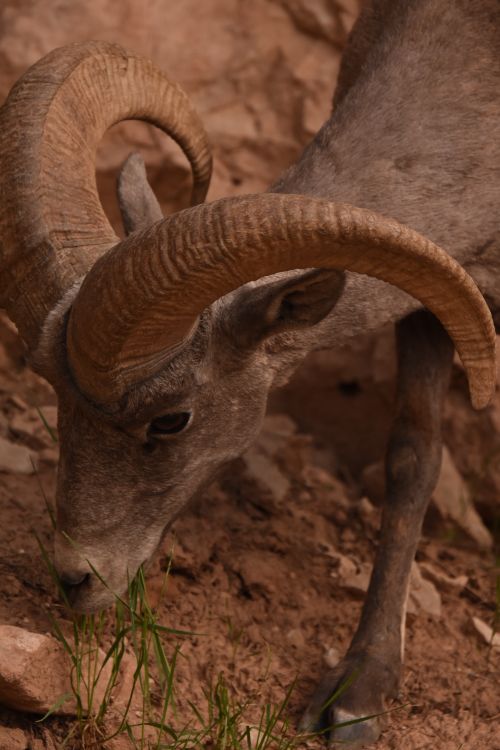 Free Close-up of a desert bighorn sheep grazing in Grand Canyon Village, AZ. Stock Photo