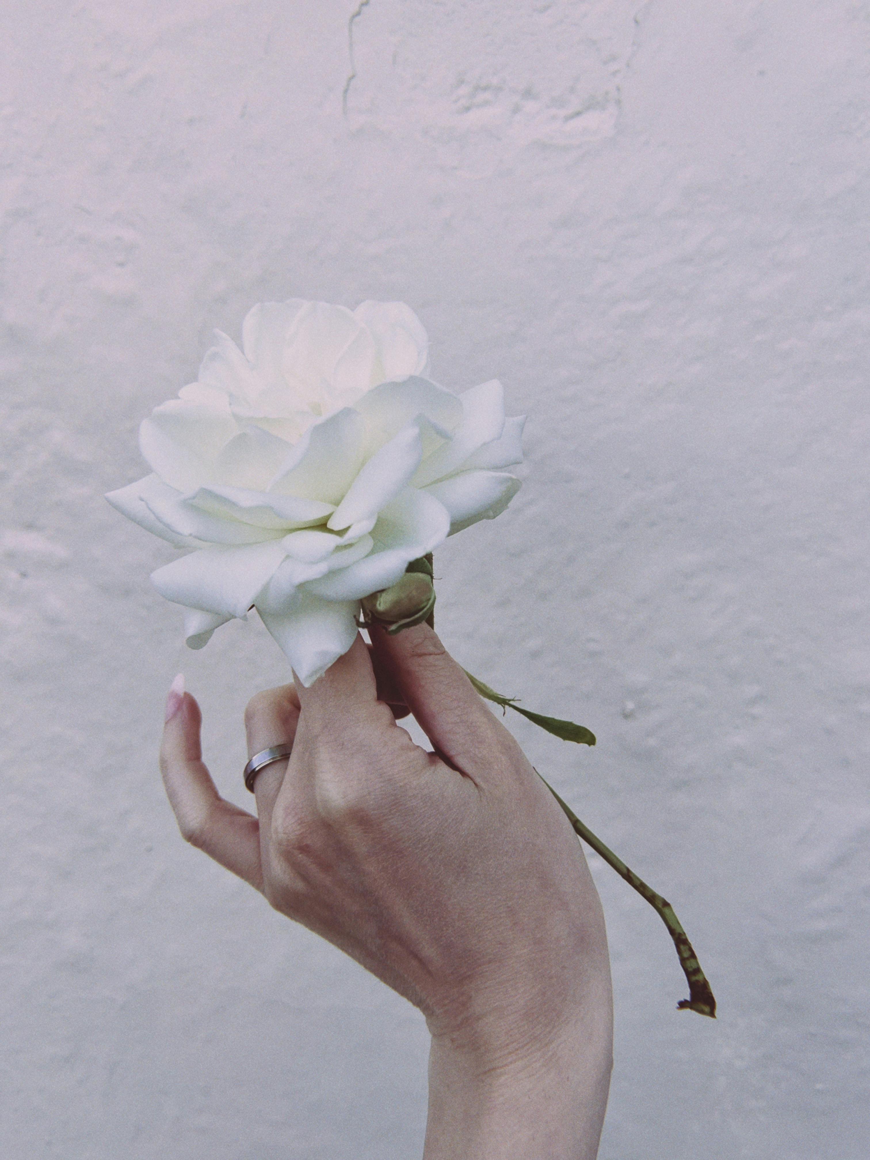 Close-up of a delicate white rose held gracefully by a woman's hand against a textured background.
