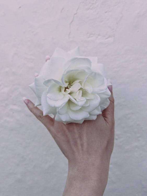 Close-up of a Person Holding a White Garden Rose