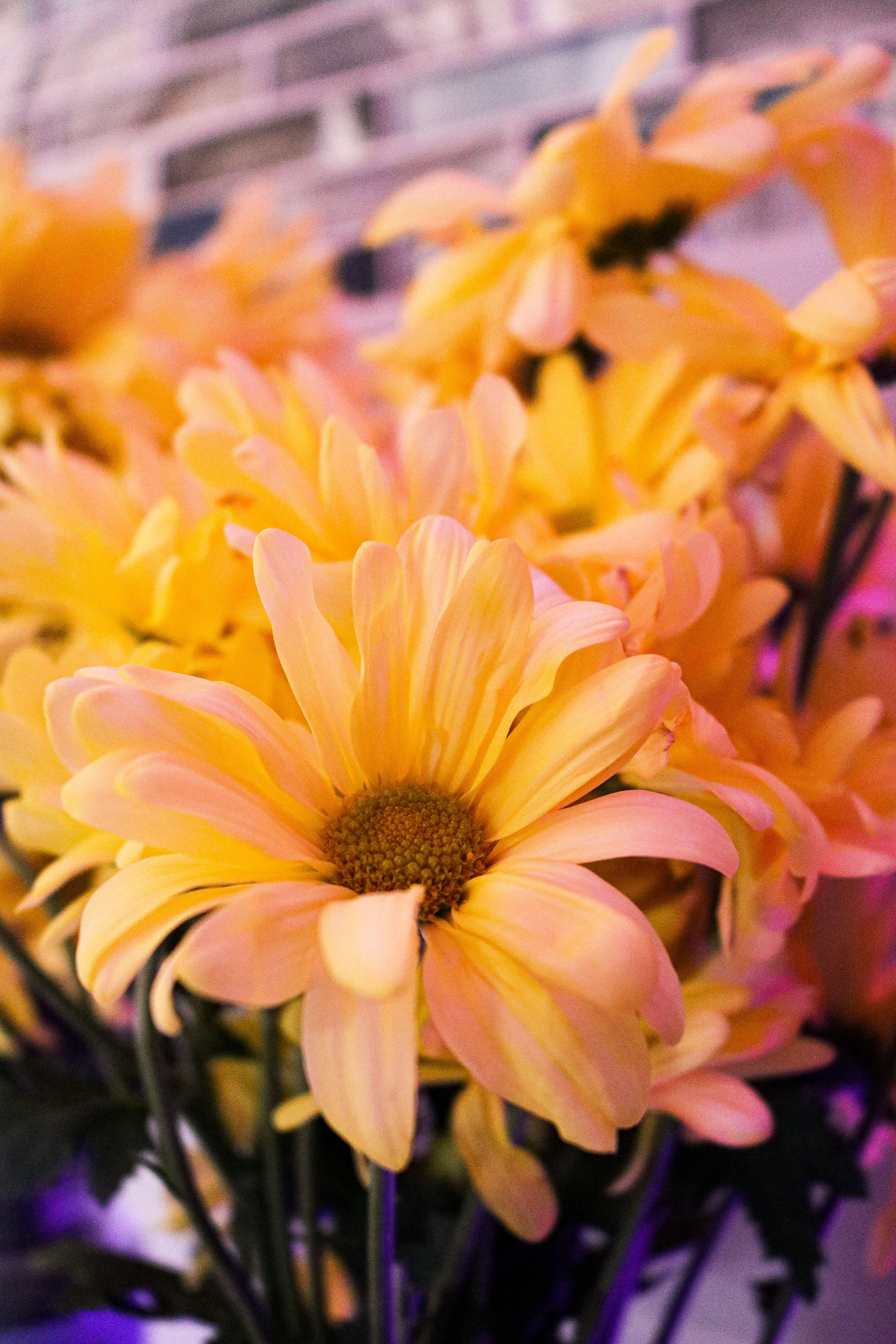 [ColoSach]-bright-yellow-daisies-captured-in-a-close-up-shot,-showcasing-their-vivid-petals-and-natural-beauty.