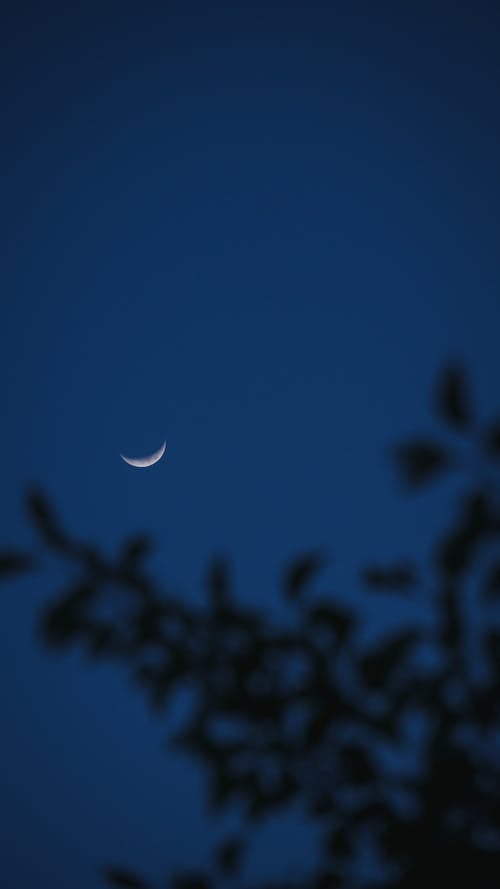 Crescent on Night Sky over Tree Branch