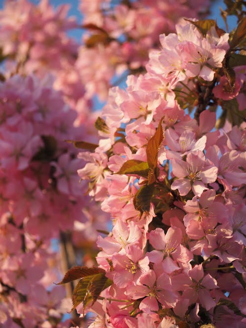 Close-up of Cherry Blossom Flowers