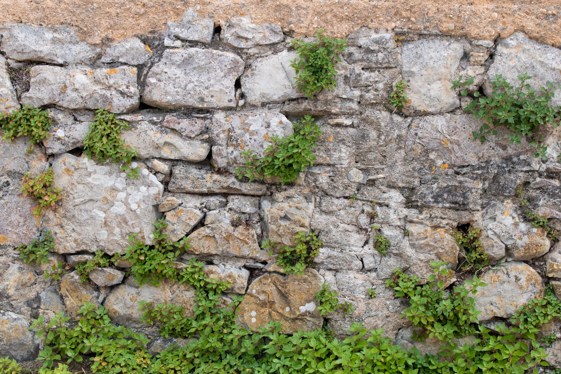 Stone wall background. Texture of an old rustic wall made of mixed stones of different sizes and shapes with vegetation, branches and green leaves growing between the gaps