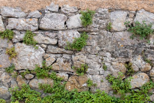 Free Close-up of an old stone wall with green plants growing between the rocks, showcasing natural textures. Stock Photo