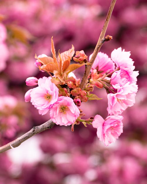 A close up of pink flowers on a branch