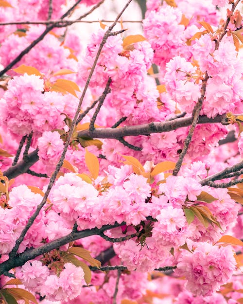 Pink cherry blossom tree in the background of a photo