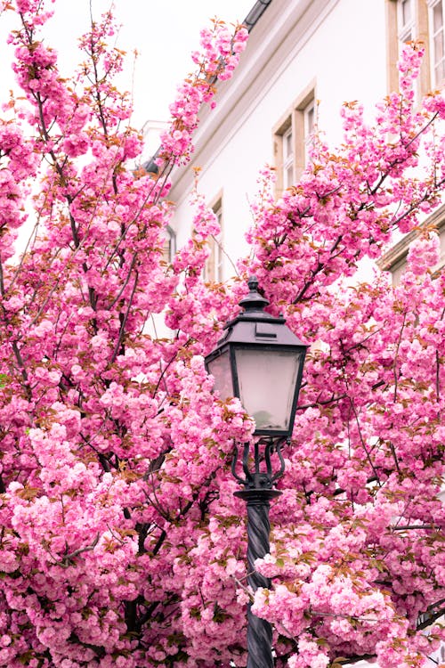 A pink tree with pink blossoms and a street lamp