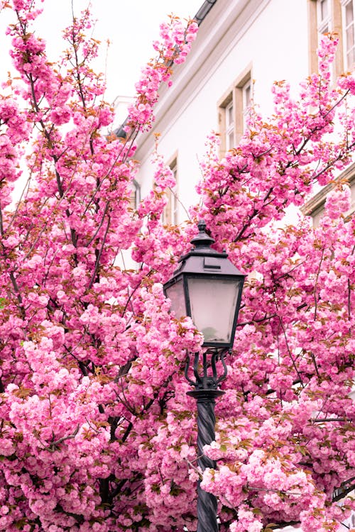 Photos gratuites de @extérieur, arbre, arrière-plan