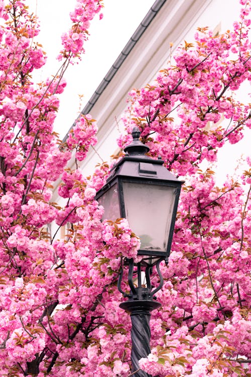 A pink tree with blossoms and a street lamp
