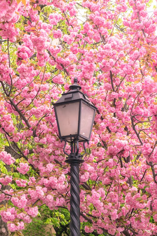 A street lamp with pink blossoms in the background