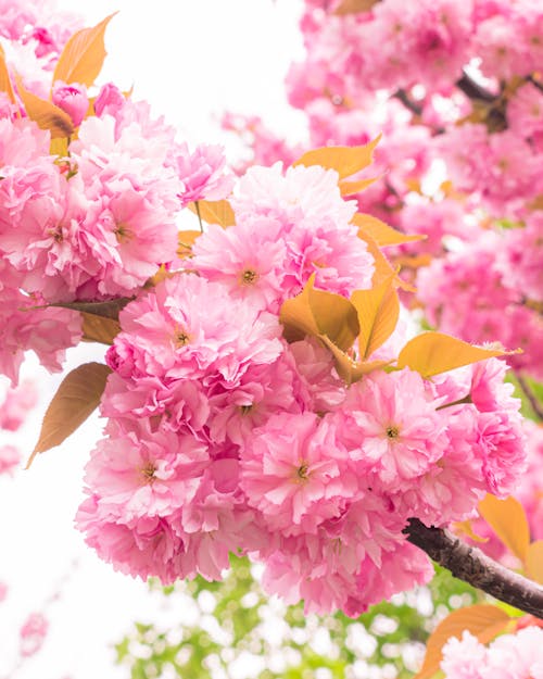 A pink cherry blossom tree with green leaves