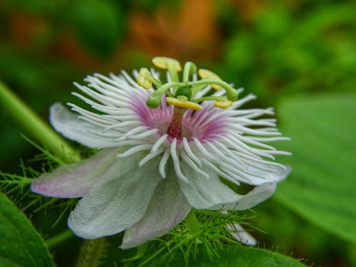 Kostnadsfri bild av blomma, exotisk, flora