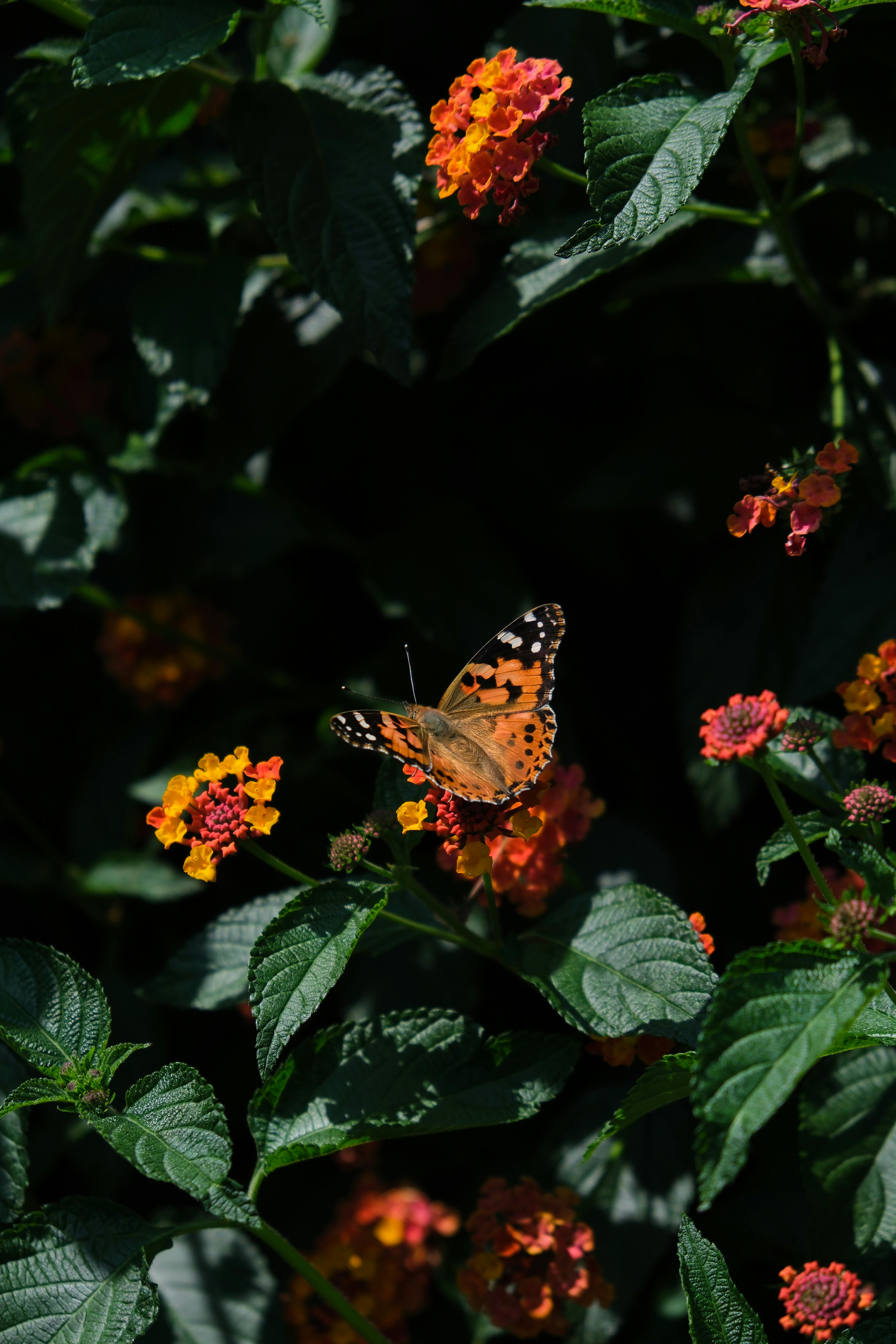 A striking butterfly perches on vivid orange lantana blooms, surrounded by lush green leaves in a stunning nature scene.