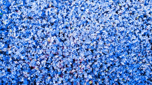 Free stock photo of blue, blue flowers, botanic