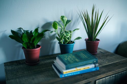 本の近くの観葉植物の写真