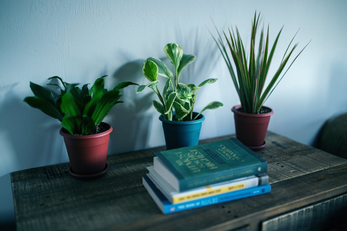 Gratis arkivbilde med blader, blomsterpotter, bøker