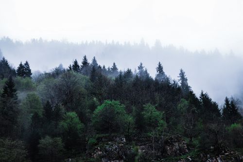 Free Serene misty forest view showcasing lush green and evergreen trees under foggy skies. Stock Photo