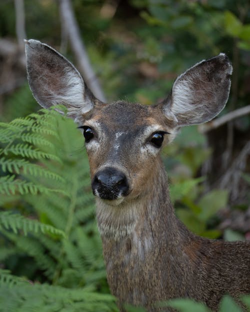 Portrait of Deer