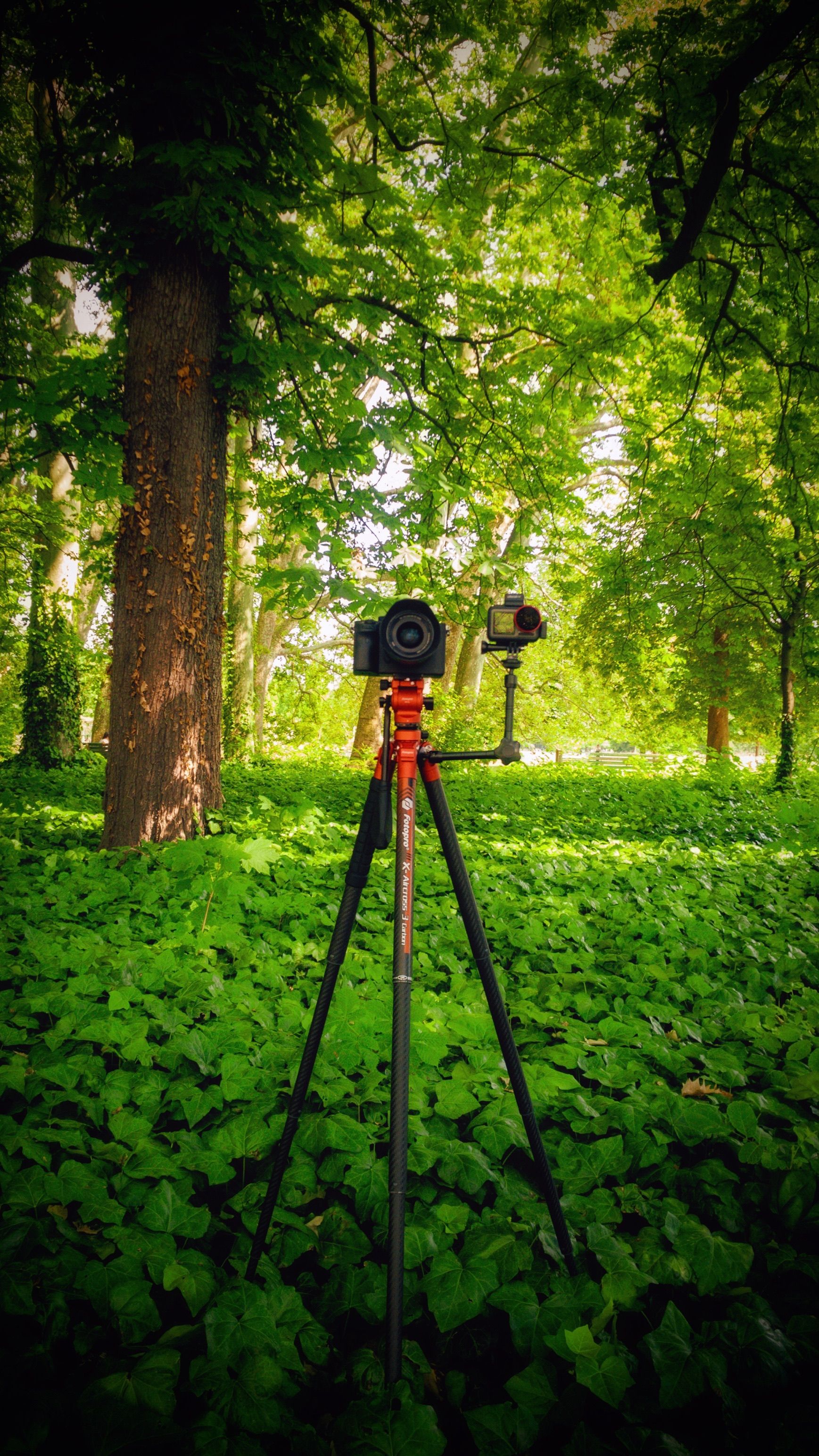 A Camera in a Forest · Free Stock Photo