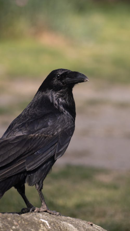 Foto profissional grátis de ave, corvo, fotografia animal