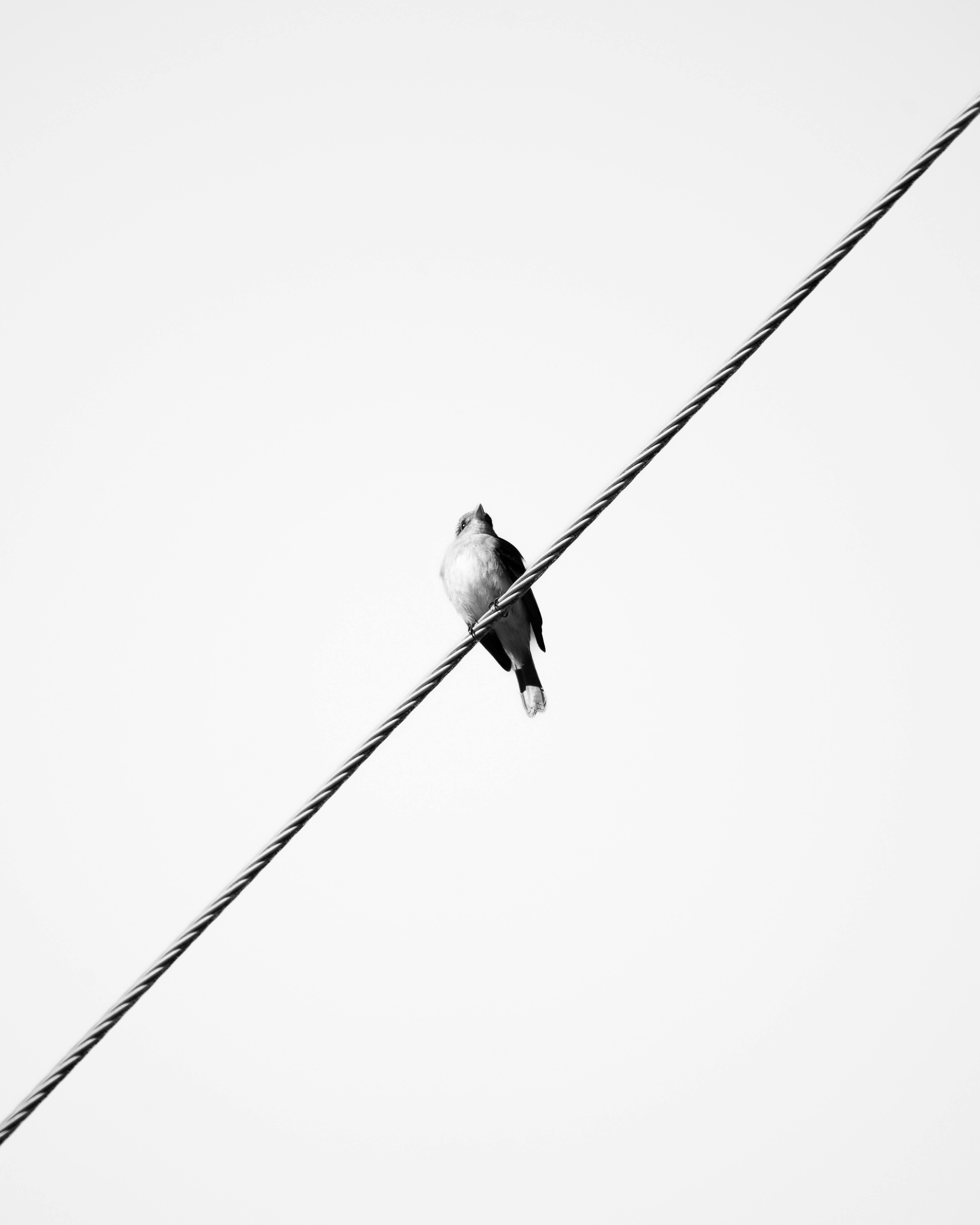 Black And White Photography Photos, Download The BEST Free Black And