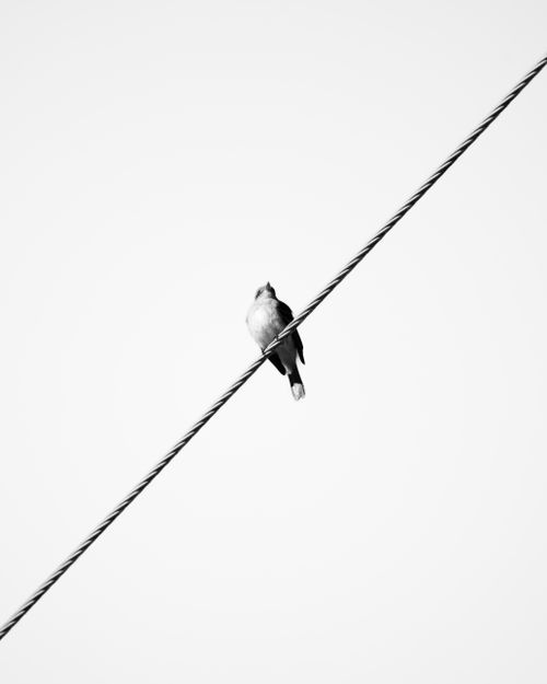 Free A lone bird captured in a minimalist setting perched on a wire in black and white. Stock Photo