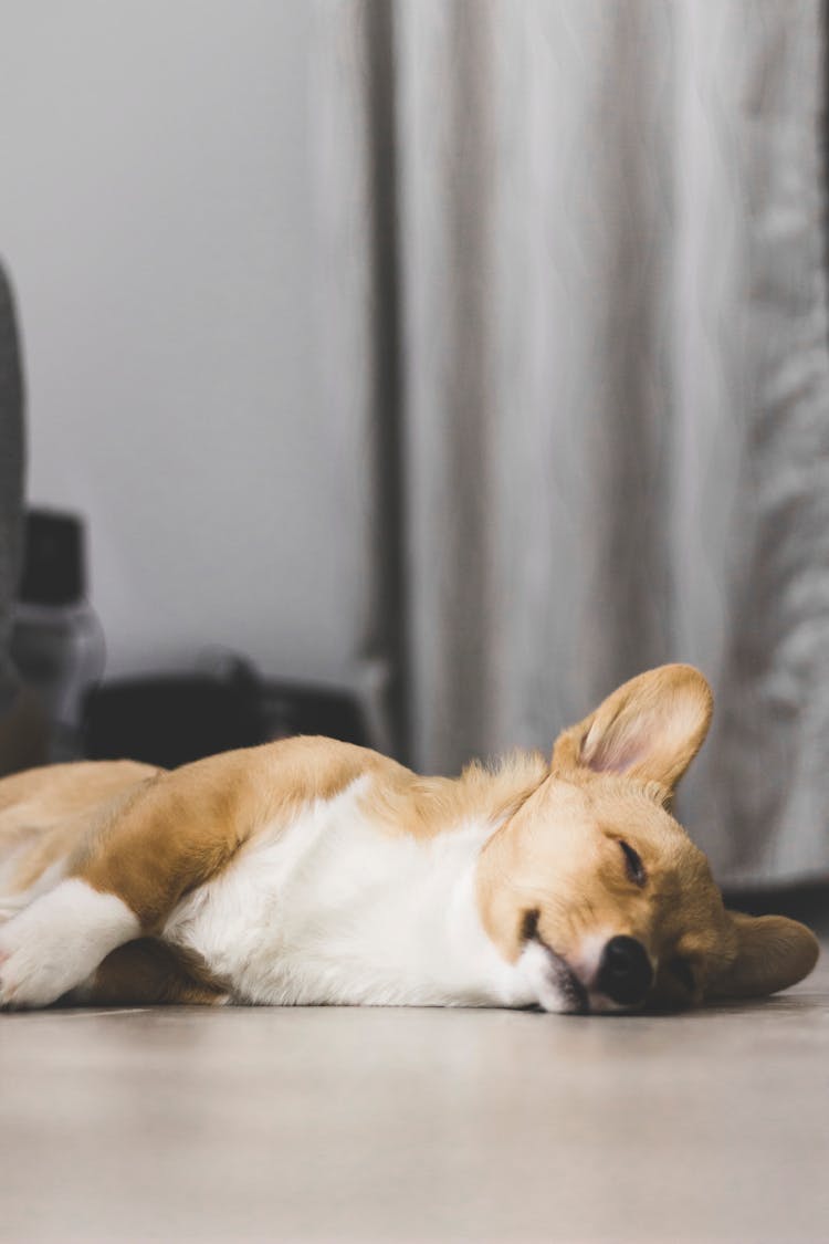 Photo Of Corgi Sleeping On The Floor