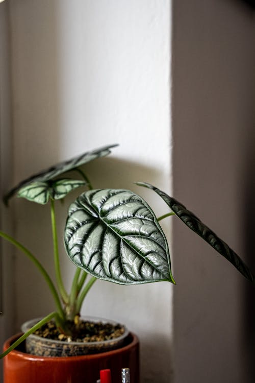 Big Leaves of Plant in Flowerpot