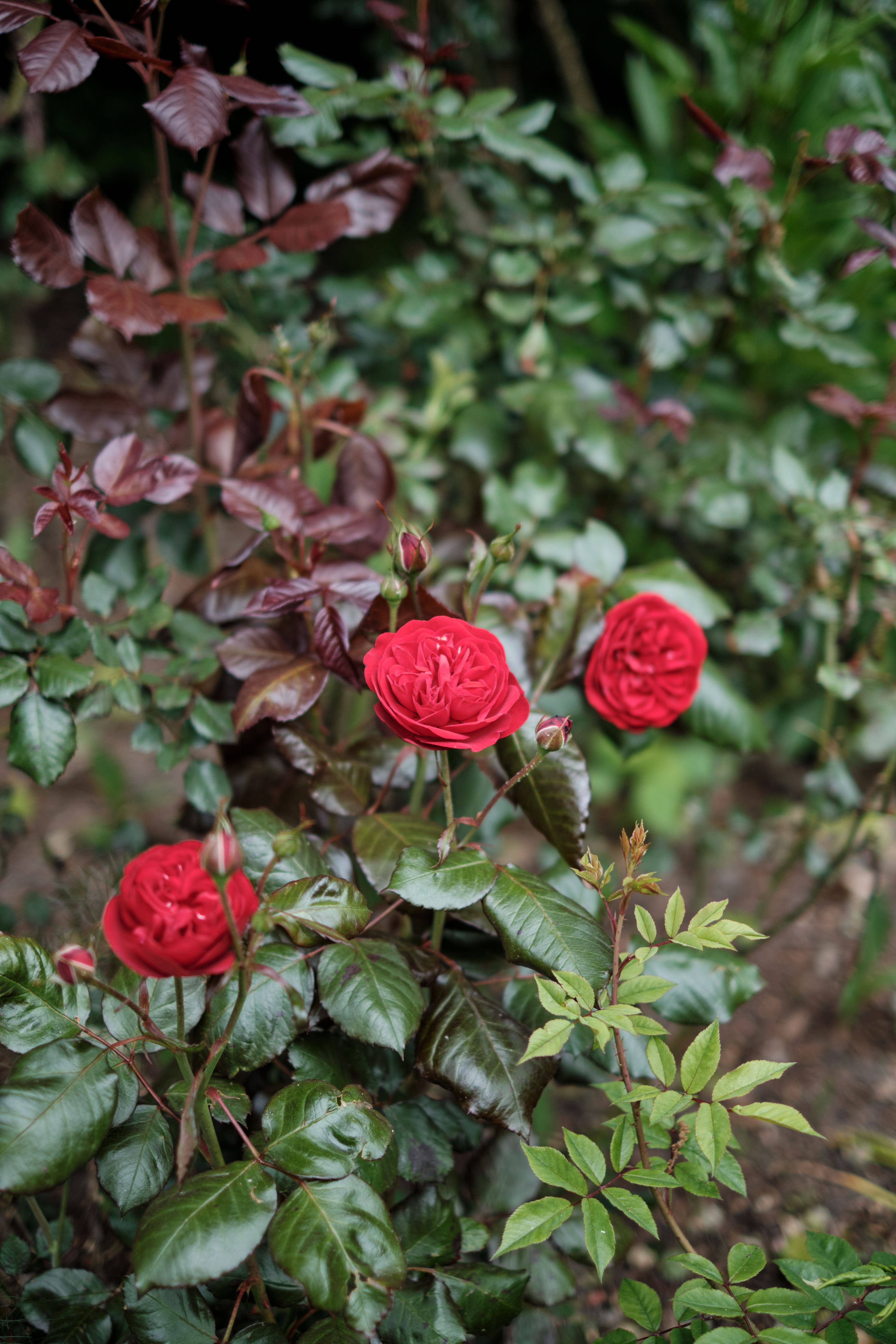 Red Roses in the Garden · Free Stock Photo