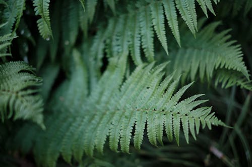 Lush Green Fern Leaves with Dew Drops