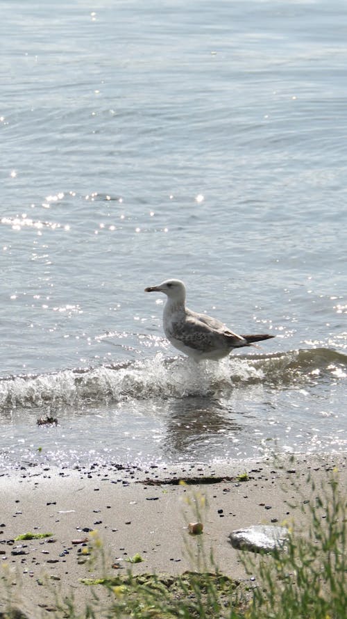 A Seagull on the Shore 