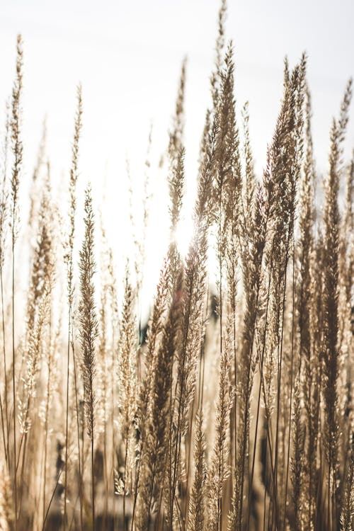 Wheat Field