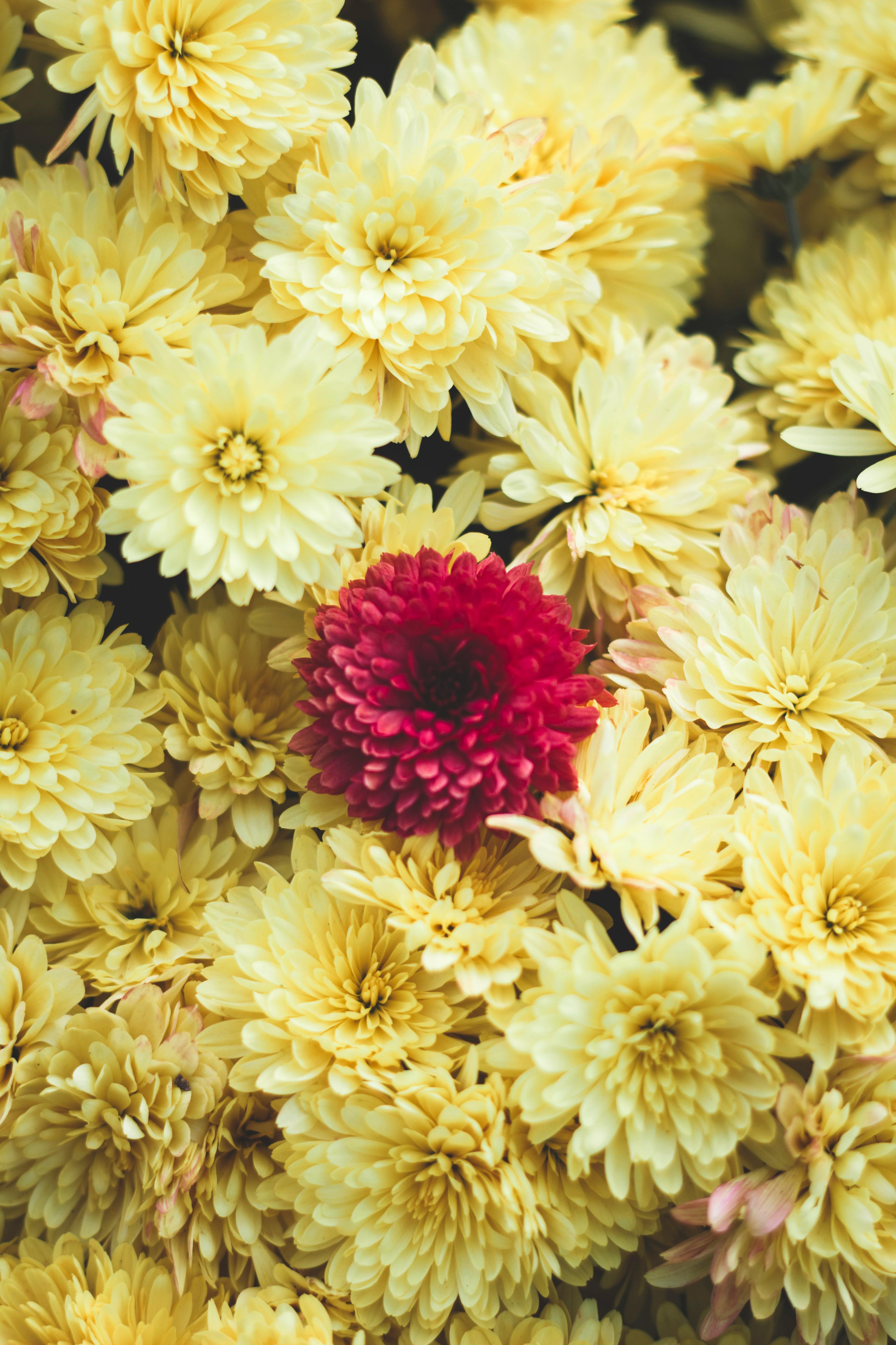 White Chrysanthemums Chrysanthemum Simple Purple Mobile Phone Wallpaper |  PSD Free Download - Pikbest