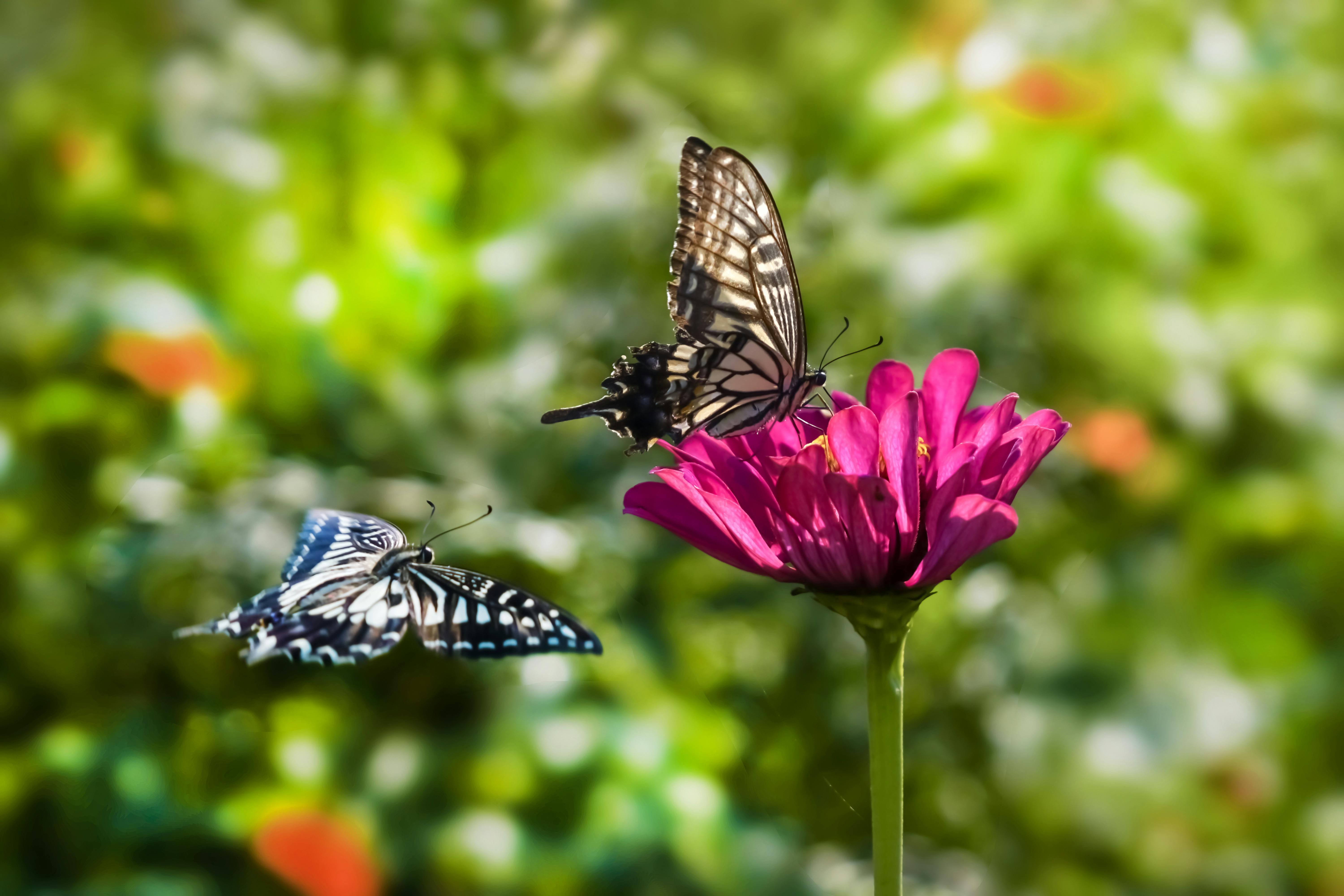 Butterflies around Flower · Free Stock Photo, image size:6000x4002