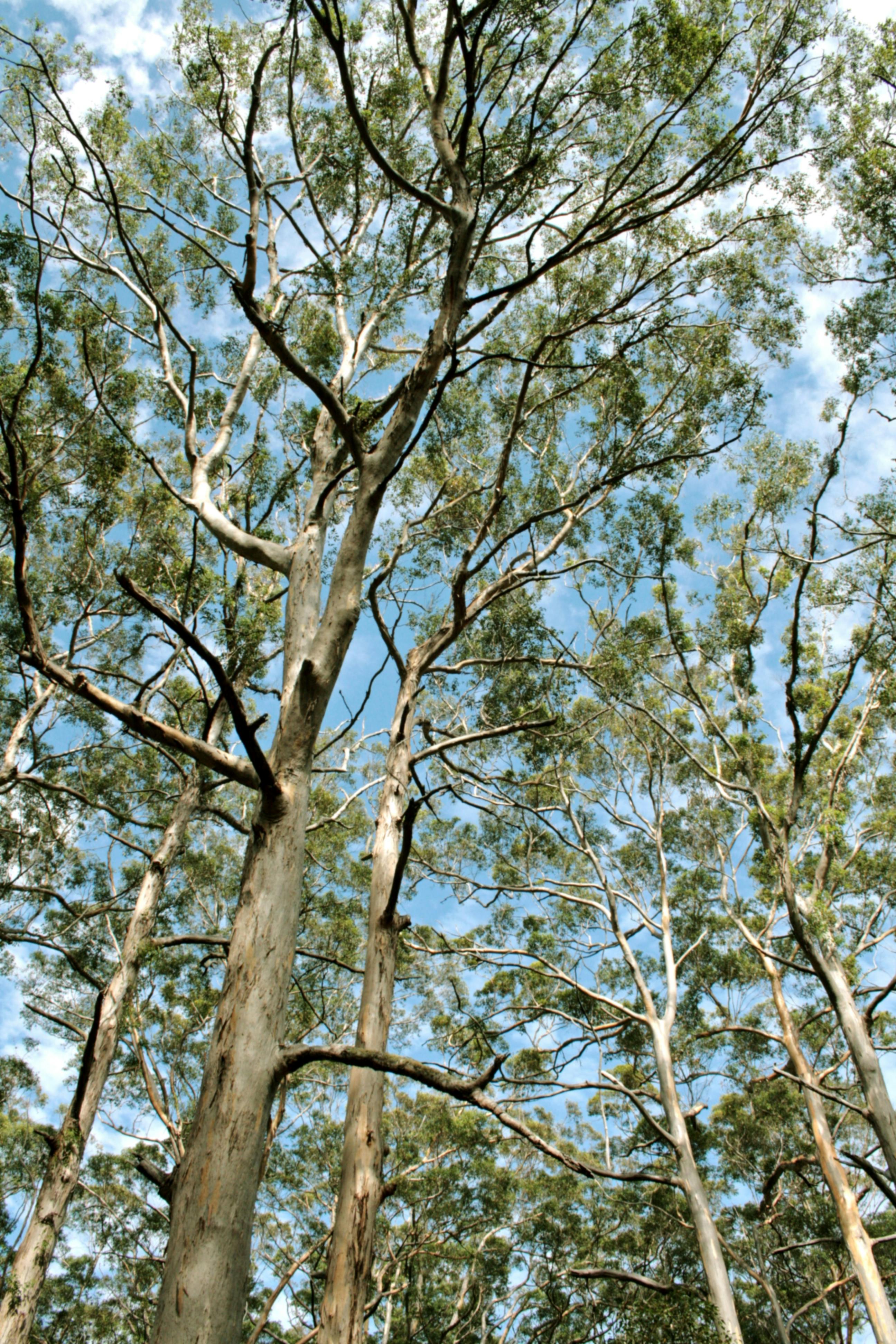 Free stock photo of forest, gum trees, tree canopy