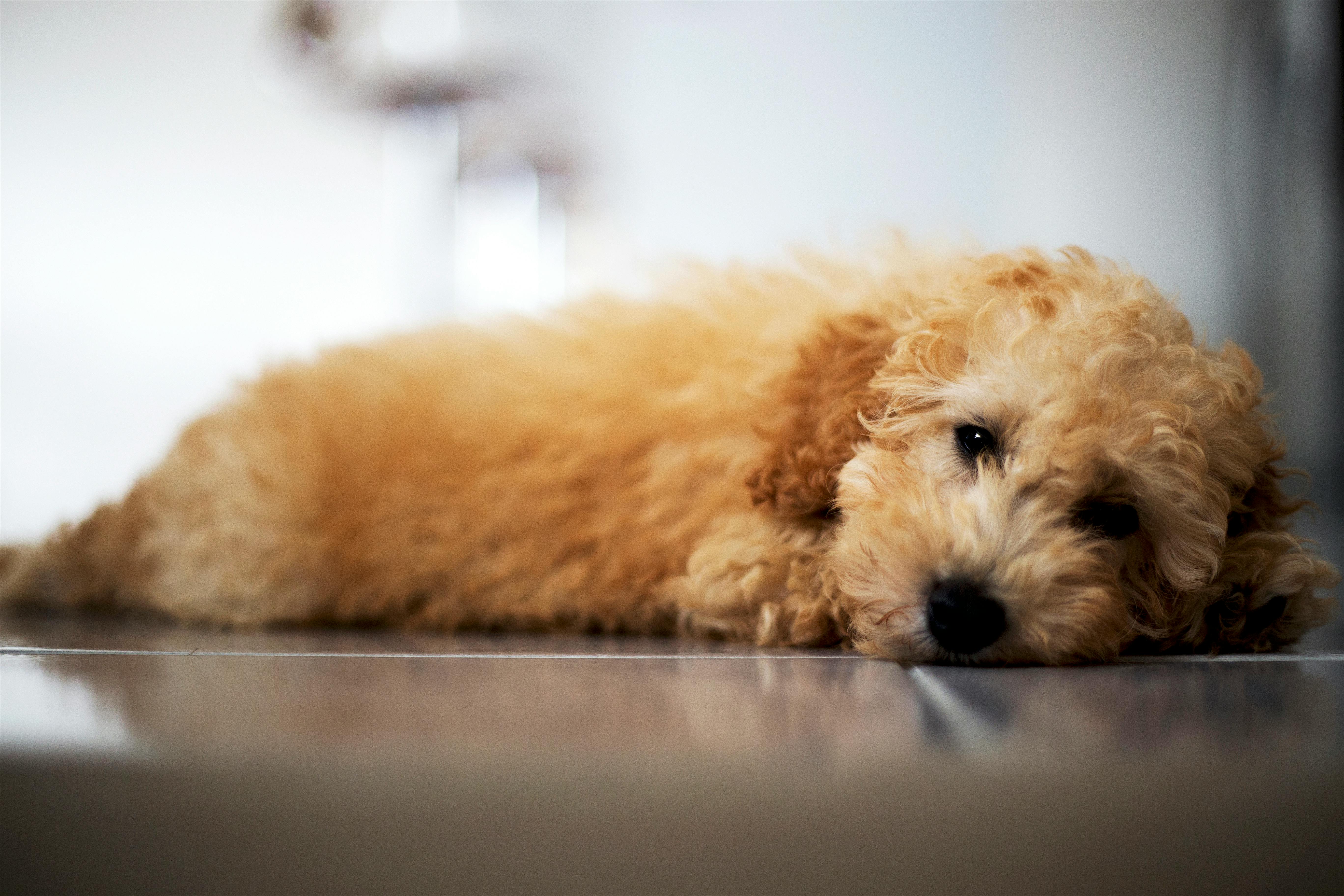 Download 60 Gambar Anak Anjing Yang Lucu Terupdate Gambar Lucu