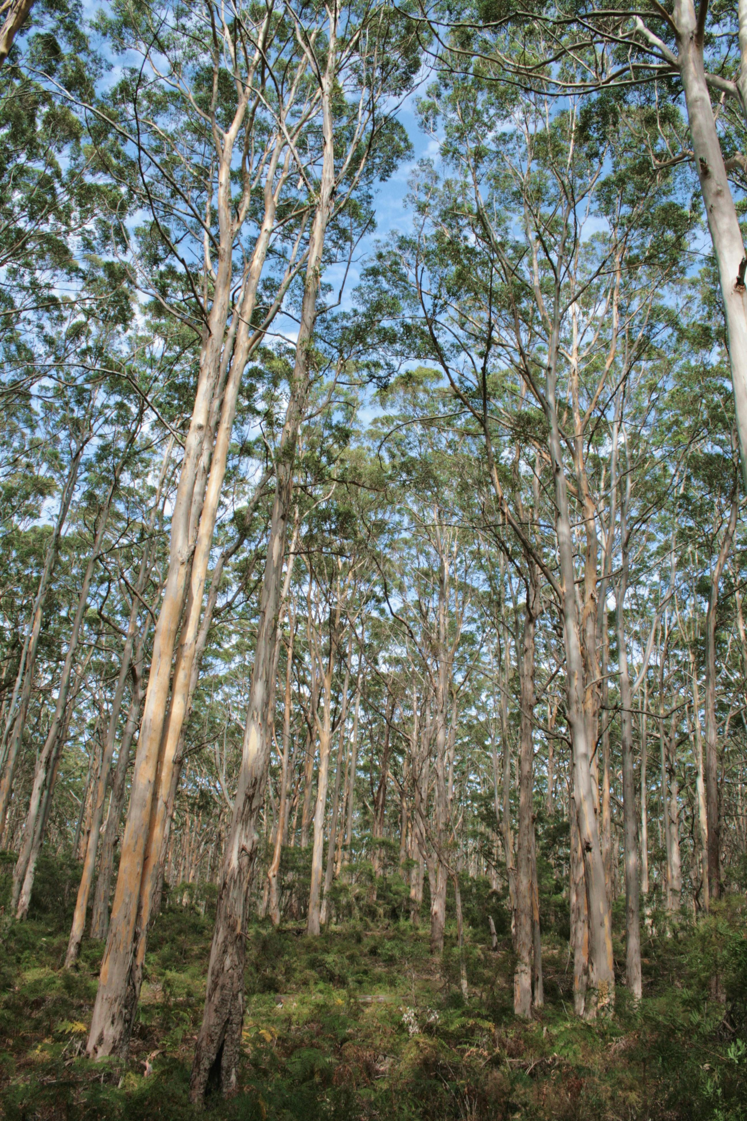 Free stock photo of forest, gum trees