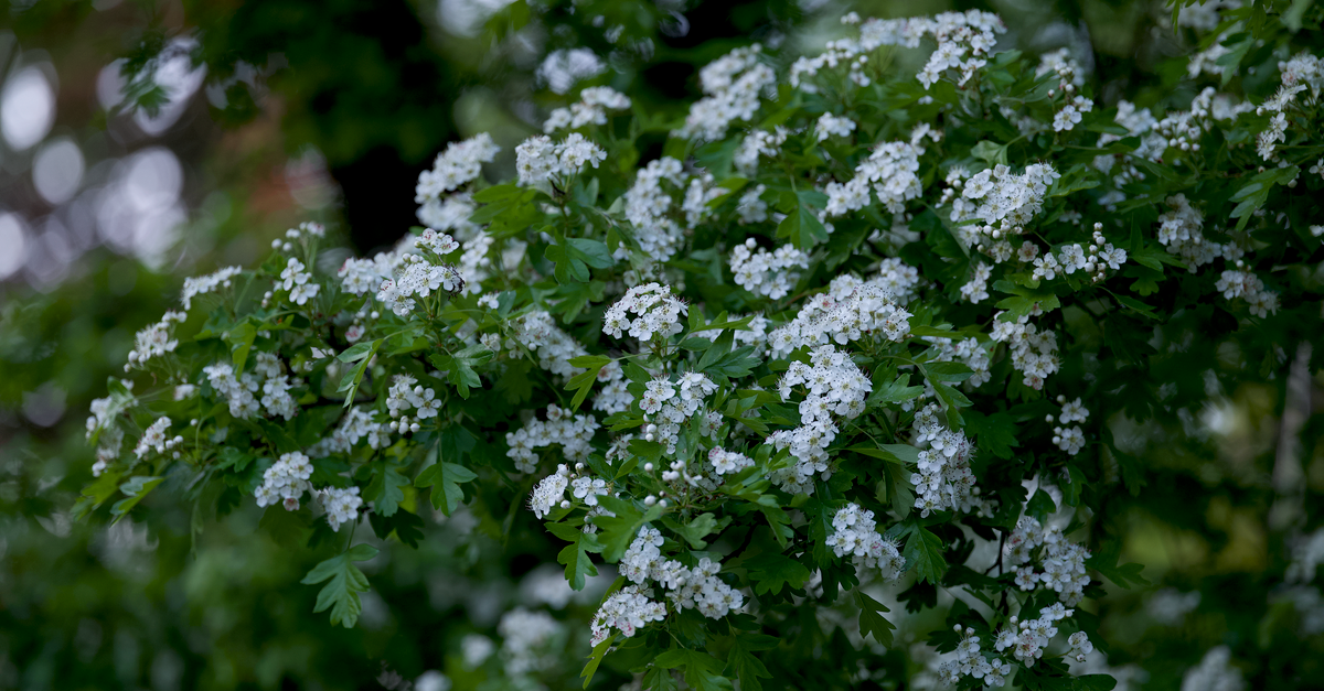 hawthorn