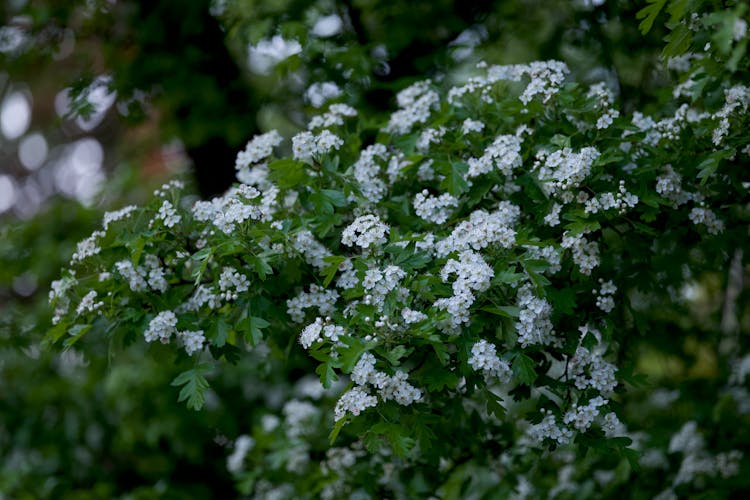 White Flowers On Bush