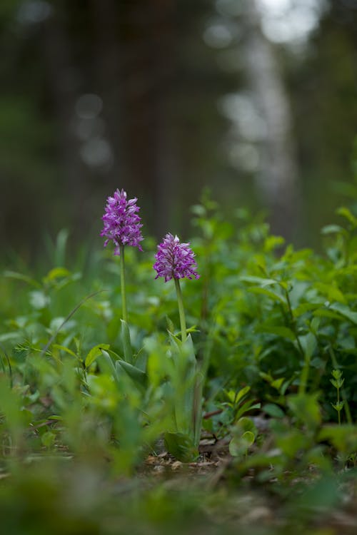 Kostnadsfri bild av anläggning, blommor, färsk