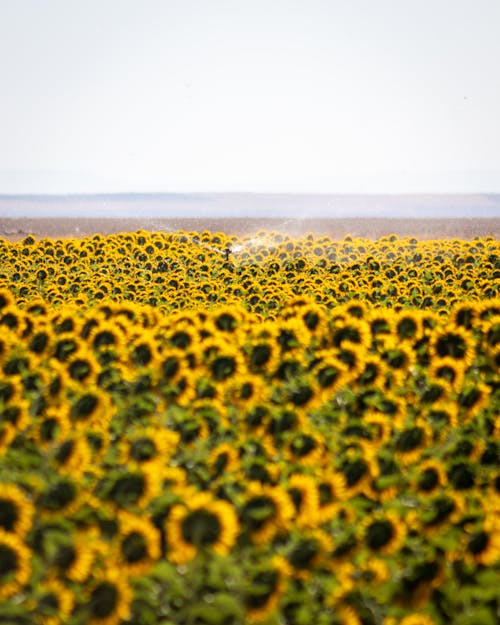 下田, 向日葵, 垂直拍攝 的 免費圖庫相片