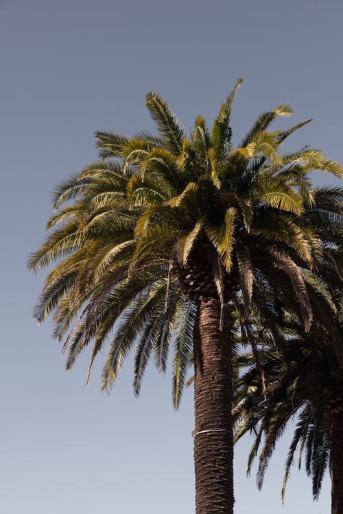 Free Tall palm tree with lush green fronds set against a clear blue sky, capturing the essence of tropical nature. Stock Photo