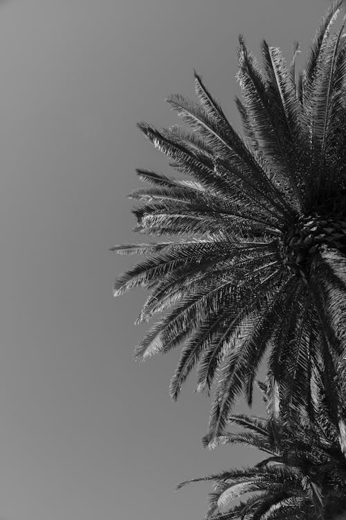 Palm Tree in Black and White