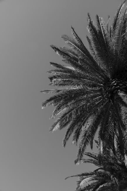 Artistic black and white photo of a palm tree with clear skies in the background.