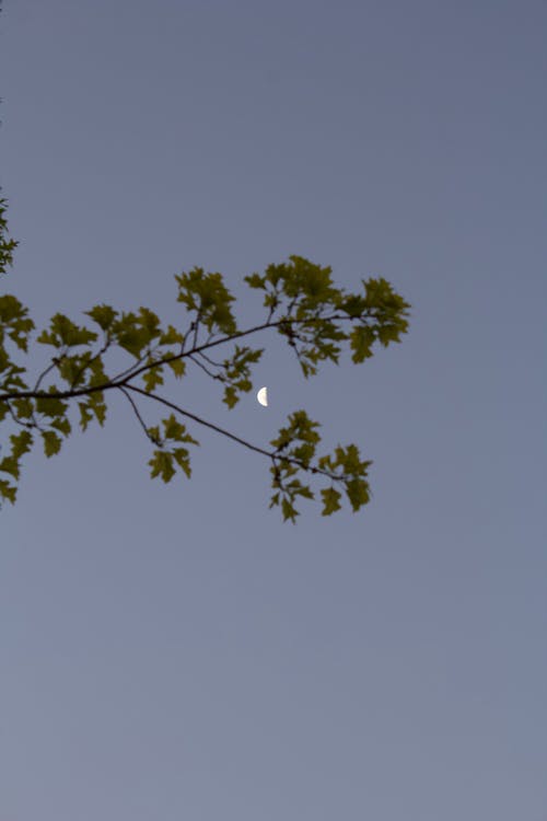 Waning Moon Seen Through Tree Branch