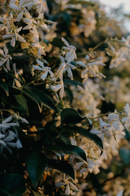 Free Serene close-up of jasmine flowers in their blooming phase with lush green foliage. Stock Photo