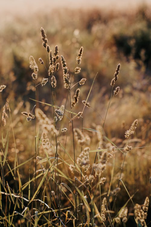 Immagine gratuita di campagna, campo di fieno, erba