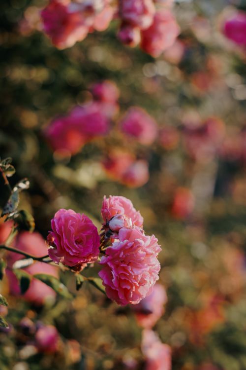Free Vibrant pink roses in full bloom captured in a warm outdoor summer setting. Stock Photo